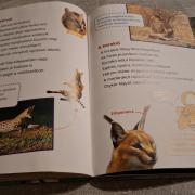 Macskafélék,érdekes könyv